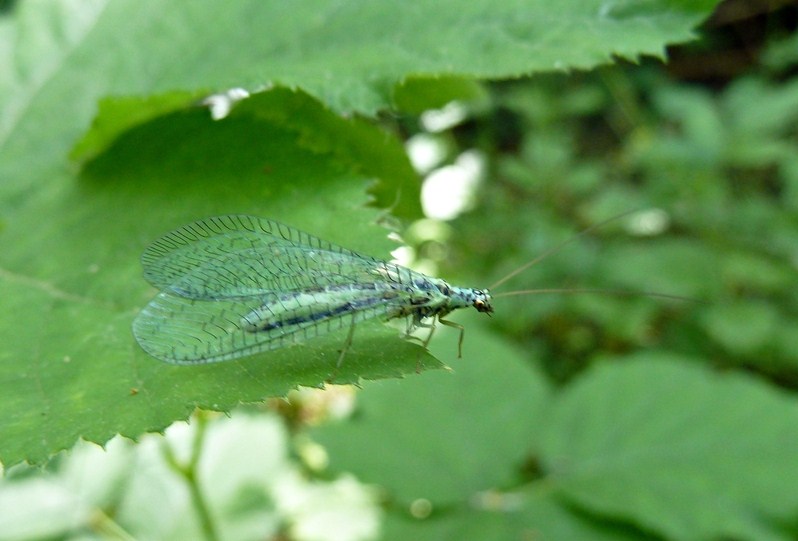 Chrysopa perla? S